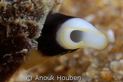 The siphon of a conus shell. Picture taken on the second ... by Anouk Houben 